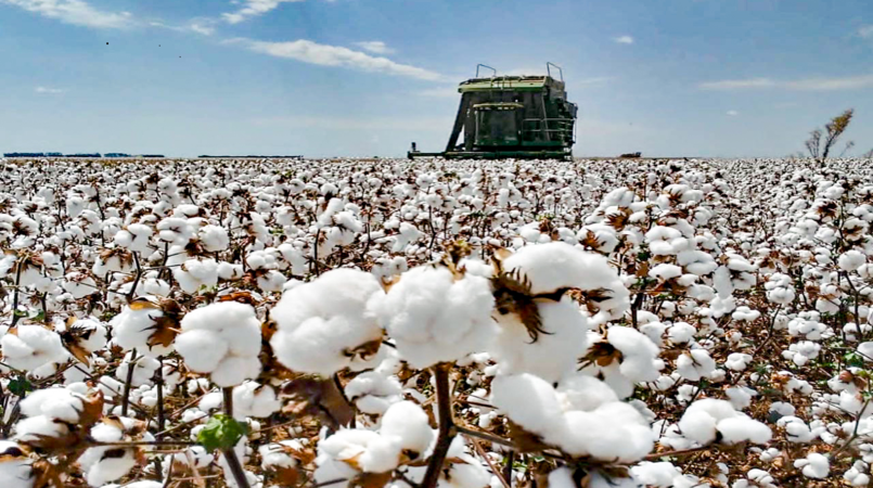 Safra de algodão 2020/21 da Bahia encerra com alta produtividade e qualidade | AGROemDIA
